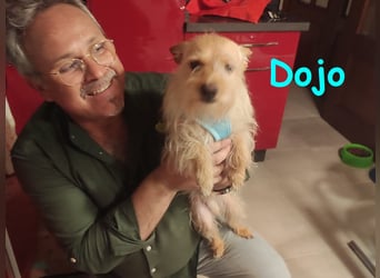 Dojo geb. 04/2023 (ESP) - menschenbezogener, kleiner Yorkshire Terrier-Mix!
