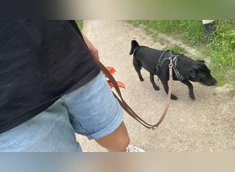 FRIDA ❤️ gemütlicher Labrador Shar-Pei Dame, Pflegefamilie Köln