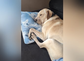 Nacho in 09618 Brand- Erbisdorf sucht sein Zuhause