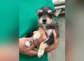 Scarlett, geboren 01.05.2025, 20cm sucht Ihr Zuhause