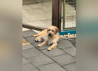♥BUCKY♥ auf Pflegestelle bei Köln - verschmuster, cleverer kleiner Strahlemann 38 cm