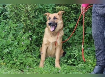 Boss, Mix Collie / Schäferhund, lieb und verträglich