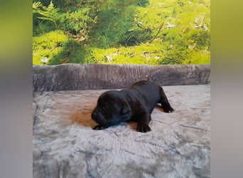 Reinrassige Labradorwelpen