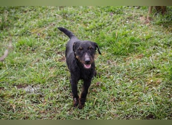 Viktor: Hält das Tierheim kaum aus