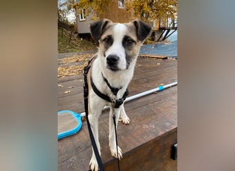 fröhlicher Tierschutzrüde, Freddie, 11kg sucht Zuhause