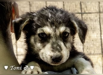Teddy und seine Geschwister suchen ab September ein Zuhause