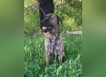 Ifi – eine Hundedame von Eleganz und Format!