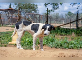 Coco - Pointer-mix sucht liebevolles Zuhause
