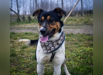 Bark - liebt die Menschen