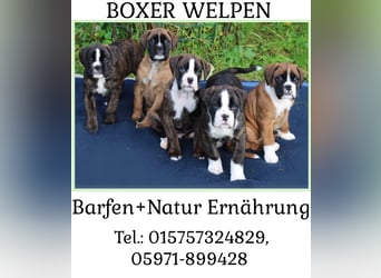 Kräftige BoxerWelpen (barfen + Natur Ernährung)