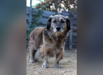 Pufi sucht ein ruhiges Zuhause