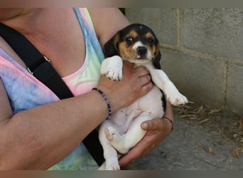 MICKY-ruhiges, freundliches, neugierig, gelassenes Hundemädchen sucht ihr liebevolles Zuhause