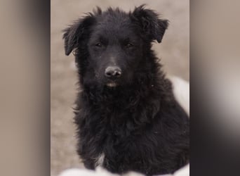 GORDI❤️liebes, verschmustes kroat. Schäferhund-Mix-Mädel