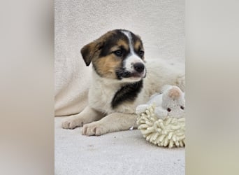 Nathan, einer von 7 süssen Hundebabys