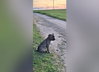 Old Englische Bulldogge Welpe