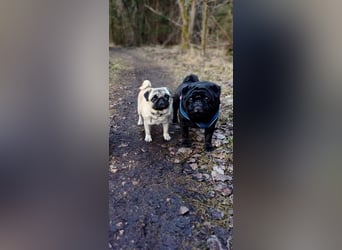 Mops welpen ab sofort Abgabe bereit.