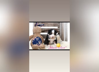 Zauberhafte Australian Shepherd Hündinnen