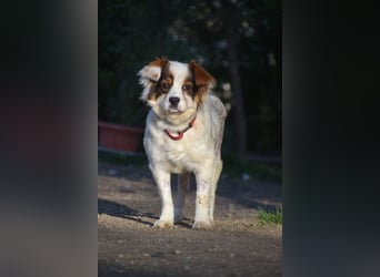 Choka - bezaubernde, freundliche Hündin die Menschen sehr mag