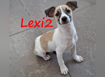 Lexi2 geb. 04/2025 (GRC) - verspielte, zuckersüße kleine Welpin!