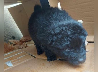LENZI❤️unser kroat. Schäferhund-Mix-Rüde ist ein wahrer Sonnenschein!