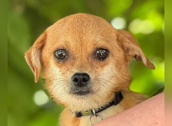 ♥BIENCHEN♥ neu auf Pflegestelle bei Köln - zarte, absolut zutrauliche kleine Juniorin 21 cm