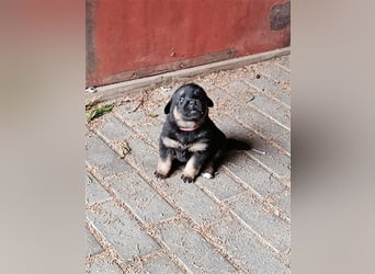 Mischlingswelpen Akita inu Ridgeback Schäferhundwelpen