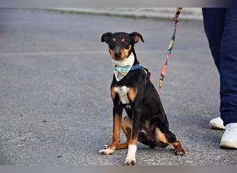 Süßer TOBI-lieb, verspielt noch etwas schüchtern sucht sein "Für-immer-Körbchen" bei lieben Menschen