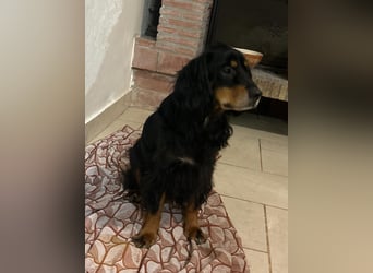 Arthur sucht sein für immer Zuhause