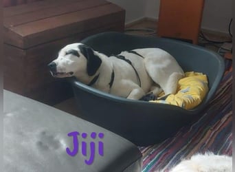 Jiji 07/2023 (in Deutschland) - sanfte und soziale, wundervolle Junghündin!