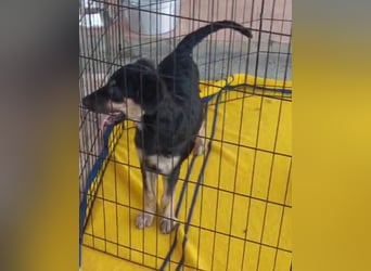 Liberotto: süßer Fratz sucht Kuschelplatz