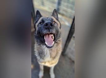 Ares - freundlich und lieb