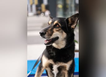 Chejs ein schwarzer Schäferhund - mischling als  treuer Wegbereiter!