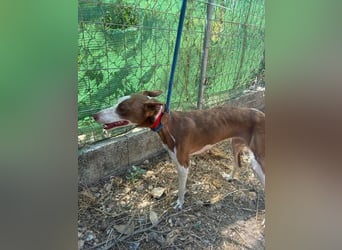 LOLA-die sanfte Schokopodenca auf der Suche nach ihrem Für-immer-Zuhause