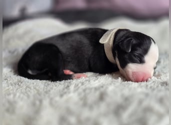 Whippet Welpen suchen liebevolle Familien