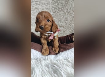 Wunderschöne Cockapoo-Welpen