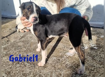 Gabriel1 10/2024 (ESP Pflegestelle) - aufgeschlossener und verspielter Bodeguero-Mix Welpe!