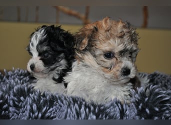 Wunderschöne Yorkipoo Welpen in Sonderlackierung