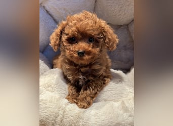 Sehr gesunde Maltipoo welpen in abricot und créme farben.