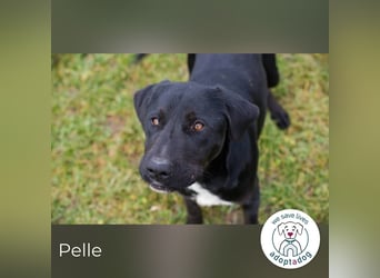 Pelle – verspielt, fröhlich und verträumt