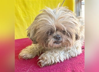 (R) knuffiger kleiner DENI - 8 Jahre, 26cm - Shih Tzu