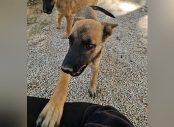 Malinois Mädchen LILO (Juni 2024) sucht eine Familie!