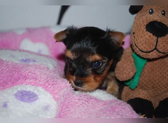 wunderschöne kleine dunkelbleibende Yorkiewelpen  Yorkshireterrier mit Papieren