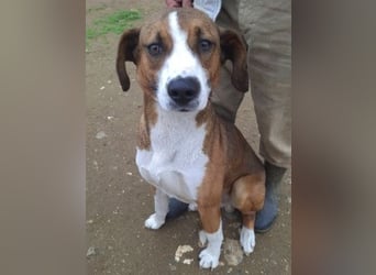 Terry - ein Herz auf 4 Pfoten sucht seine Familie