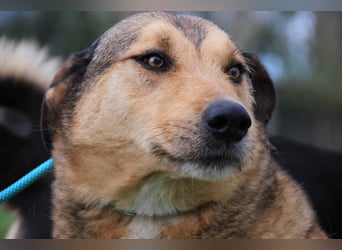 Kaleb, Mix Labrador / Rafeiro Alentejano, lieb und sozial