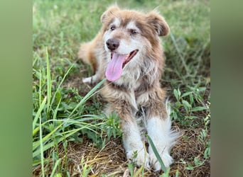 Rusty ein Freund fürs Leben