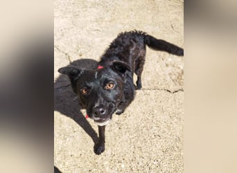 Verspielter ELVIS- sucht Zuhause für immer