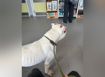 Casper sucht sein Für-immer-Zuhause oder Pflegestelle