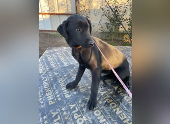 ❤️Labradormix Welpe Nero❤️