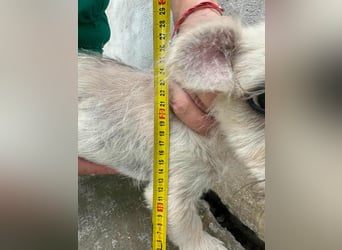 Snoopy, geboren 01.05.2025, 23cm sucht sein Körbchen