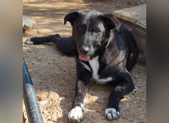 Nola sucht ein Zuhause